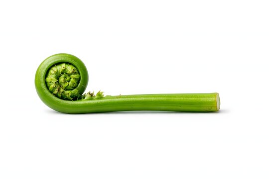 Fresh green fiddlehead fern isolated on a white background. This curled forest vegetable photo is suitable for gourmet cooking articles spring forage guides and botanical books