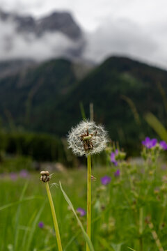 Dandelion Seed Head in Alpine Meadow near Ehrwald Austria
