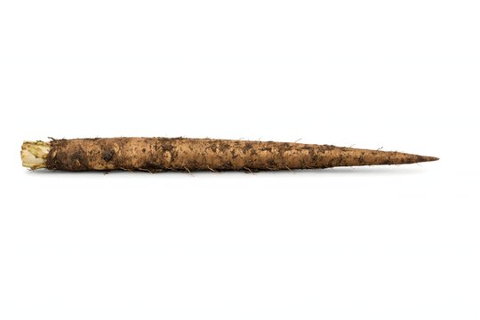 Long brown burdock root isolated on a white background. This medicinal plant photo is ideal for herbal remedy books asian cuisine ingredient lists and healthy lifestyle websites