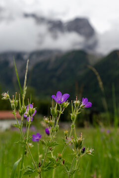 Purple Wildflowers in Alpine Meadow with Misty Tyrolean Mountains
