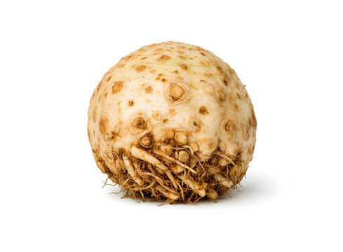 Large celeriac root vegetable isolated on a white background. This high resolution celery root photo is perfect for winter vegetable recipes culinary students and farm market labels