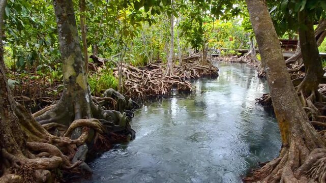 The crystal-clear turquoise waters of Tha Pom Khlong Song Nam flow through a lush mangrove forest in Krabi, Thailand. Unique wetland ecosystem.