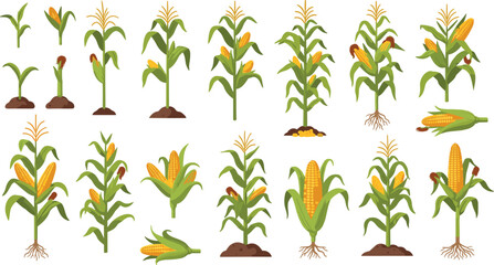 Corn Plant Growth Stages with Maize Stalks Leaves Roots and Yellow Cobs Vector Illustration Set © Ratna