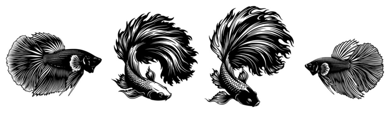 Betta fighting fish with elegant flowing fins in detailed vector engraving style