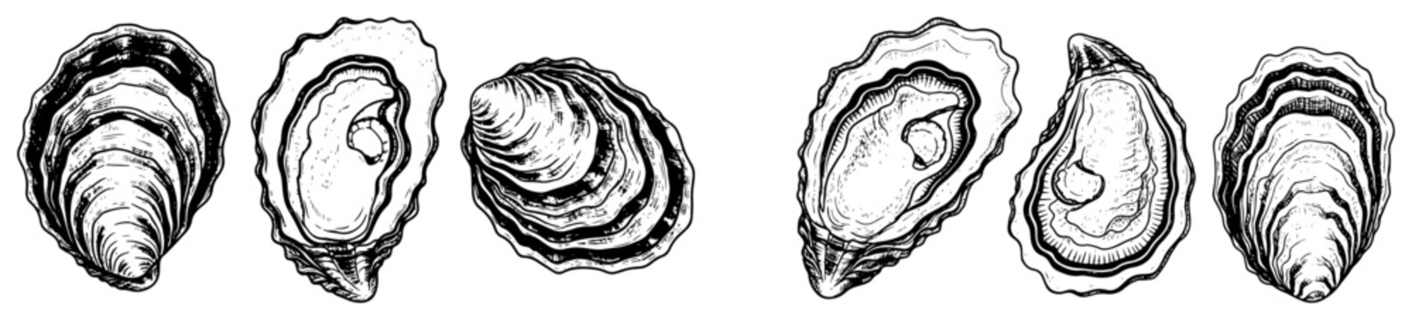 Oyster shellfish with open and closed shells in detailed vintage engraving style