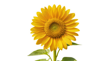 Obraz premium Bright yellow sunflower with green stem and leaves, isolated on transparent background