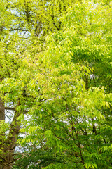 Fototapeta premium Hornbeam maple or Acer Carpinifolium plant in Saint Gallen in Switzerland 7.5.2026