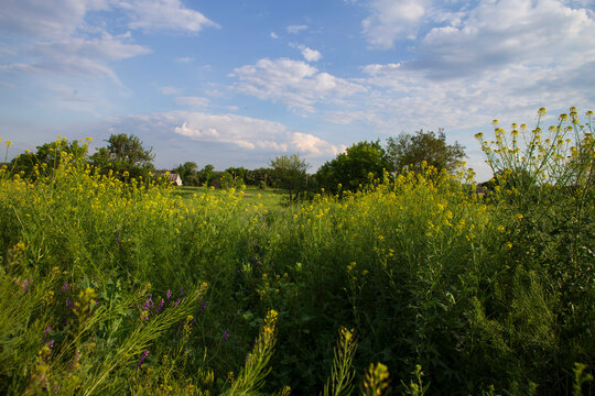 Wild Summer Meadow with Yellow Flowers and Blue Sky in Countryside