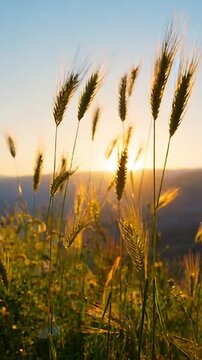 Golden wheat field swaying in warm sunset light with gentle camera movement