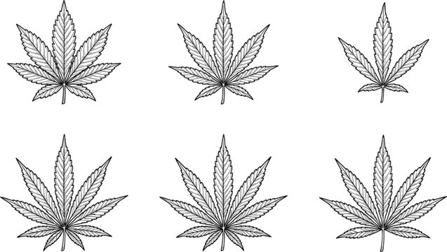 Set of detailed vector cannabis leaves in an engraved vintage style isolated on a plain white background