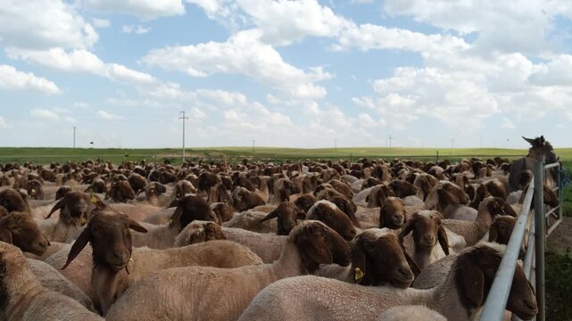 Sheep Herd Under Cloudy Blue Sky, Ceylanpinar, Sanliurfa