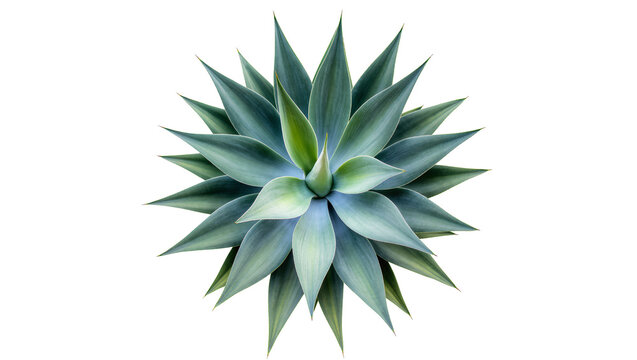 Blue agave plant with pointed succulent leaves, isolated on transparent background