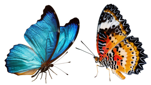 Two detailed butterflies one blue and one orange, isolated on transparent background