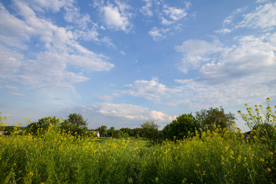 Yellow Wildflower Meadow with Blue Sky and Clouds in Summer Countryside