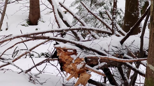 Jagged broken tree log covered with snow in winter forest