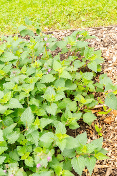 Spotted henbit or Lamium Maculatum plant in Saint Gallen in Switzerland 7.5.2026
