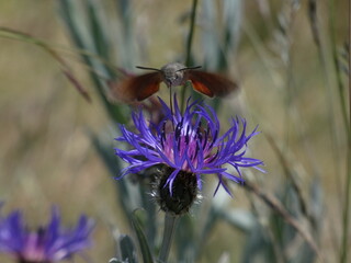 Hummingbird hawk-moth © Mtys