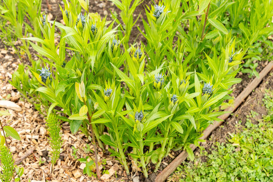 Eastern bluestar or Amsonia Tabernaemontana plant in Saint Gallen in Switzerland 7.5.2026