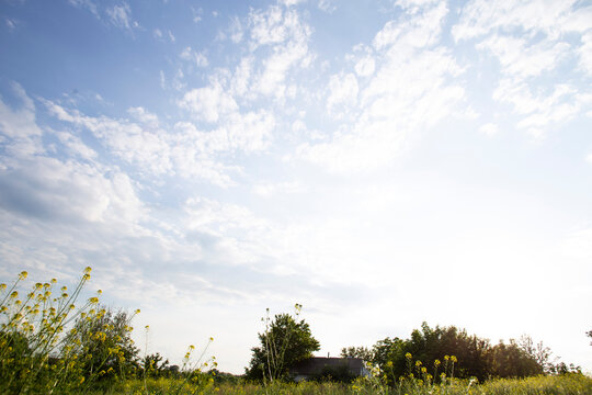 Bright Summer Sky over Wildflower Meadow in Rural Countryside