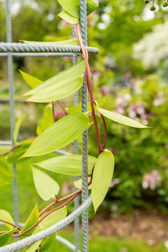 Trailing lily or Bomarea Multiflora plant in Saint Gallen in Switzerland 7.5.2026