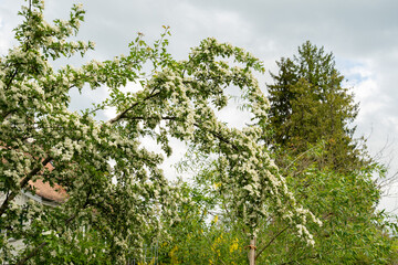 Fototapeta premium Common hawthorn or Crataegus Monogyna plant in Saint Gallen in Switzerland 7.5.2026