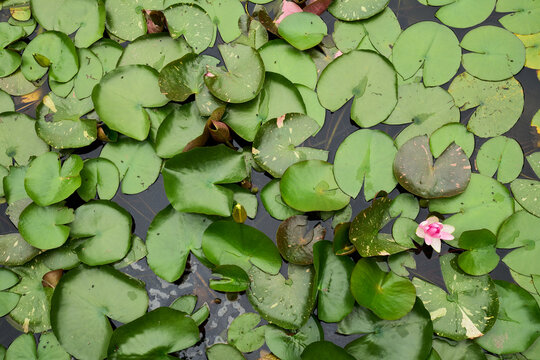 水辺の花」の写真素材 | 28,044件の無料イラスト画像 | Adobe Stock