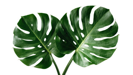 Two large green monstera deliciosa leaves with holes, isolated on transparent background © Veaceslav