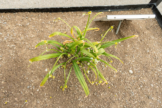 Few flowered garlic or Allium Paradoxum plant in Saint Gallen in Switzerland 7.5.2026