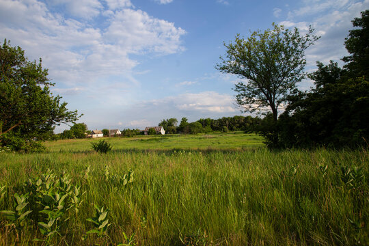 Green Rural Meadow with Tall Grass, Trees and Houses under Blue Cloudy Sky