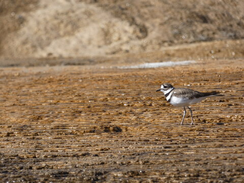 Killdeer