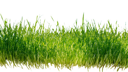 Fototapeta premium Vibrant green grass blades with dew drops, isolated on transparent background