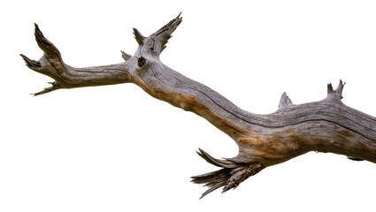 Fototapeta premium Gnarly weathered grey dead tree branch with textured bark, isolated on transparent background