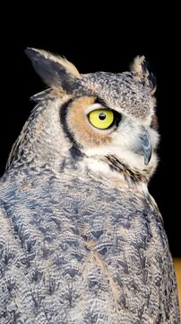 Beautiful Great Horned Owl. Vertical Video.