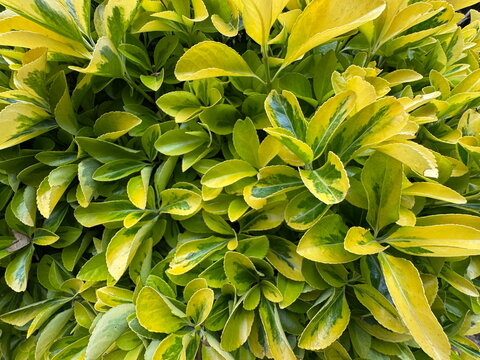 Golden spindle bush (Euonymus japonicus) with dense, glossy variegated yellow and green leaves growing vibrant in a sunny garden hedge, captured in a full-frame textured macro background shot.