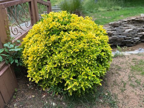 Round topiary golden spindle bush (Euonymus japonicus) with dense variegated yellow and green leaves growing in a landscaped park garden near a wooden fence, captured in a bright outdoor shot.