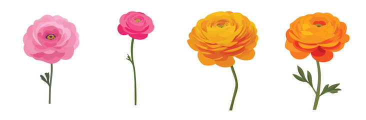 Collection of Realistic ranunculus flower illustrations set, Clean vector set ideal for packaging, label, and product design, Vector illustration of vector design, A Realistic simple illustration © Sabellatint