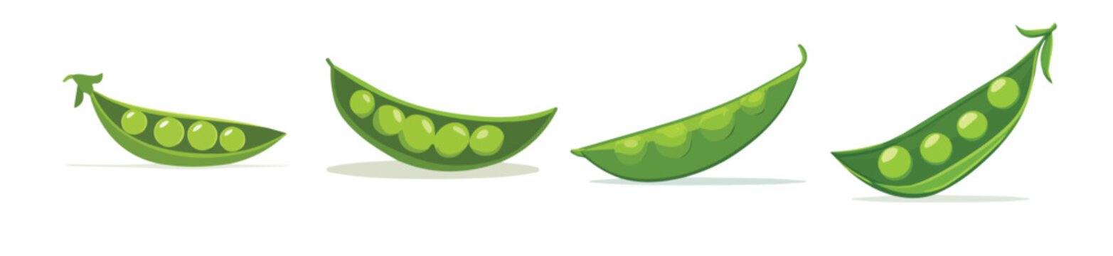 Collection of Realistic snow pea pod illustrations set, Clean vector set ideal for packaging, label, and product design, Vector illustration of vector design, A Realistic simple illustration