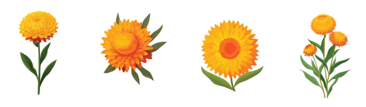 Collection of Realistic strawflower illustrations set, Clean vector set ideal for packaging, label, and product design, Vector illustration of vector design, A Realistic simple illustration