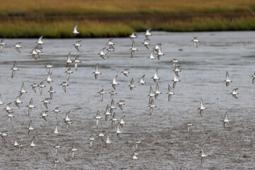Dunlin Flock in Flight Over Estuary