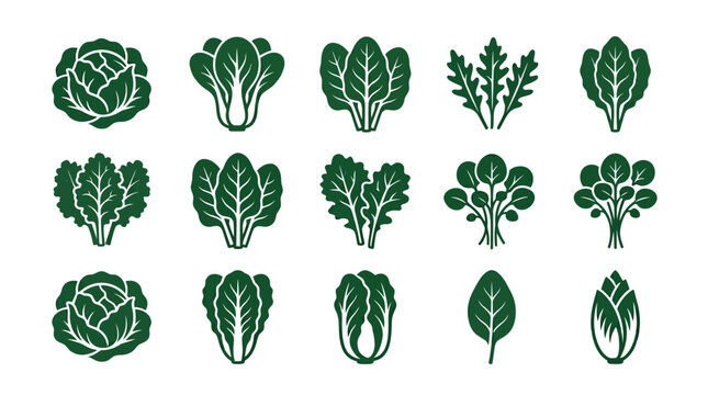 Premium flat minimal vector icon set of 12 leafy green vegetables in single color style: lettuce, spinach, kale, arugula, bok choy, swiss chard, mustard greens, watercress, collard greens