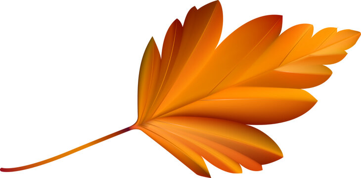 Stylized single autumn leaf vector graphic presenting fall season theme