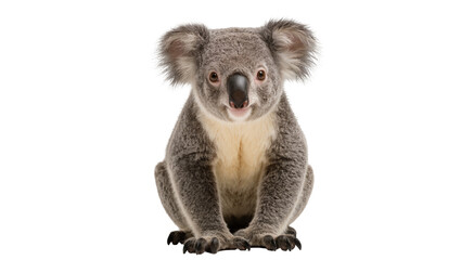 Fluffy grey koala sitting, isolated on transparent background © Maria