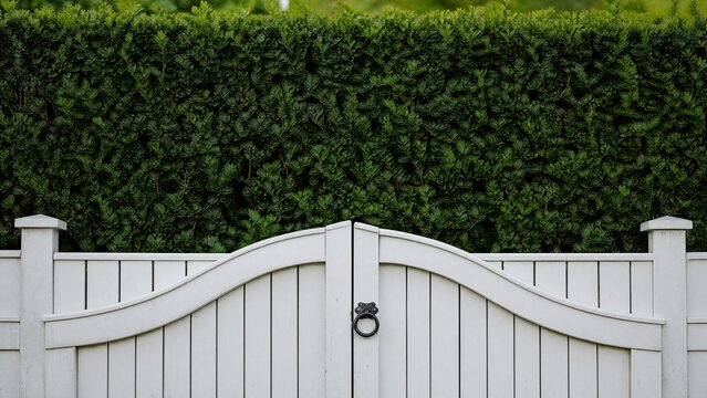 White garden gate in front of a tall, dense privet hedge.