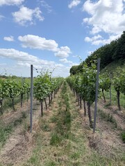 Fototapeta premium Symmetrical rows of green grapevines with trellis system in a vineyard under a beautiful cloudy summer sky