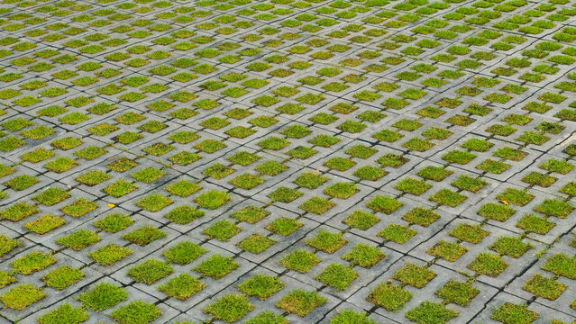 Pattern of interlocking concrete pavers with green grass growing in gaps.