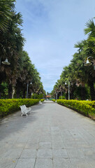 Obraz premium Symmetrical tree-lined walkway in a public park, serene path with white benches and palm trees