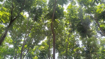 Fototapeta premium Pixelated forest canopy with sun shining through leaves