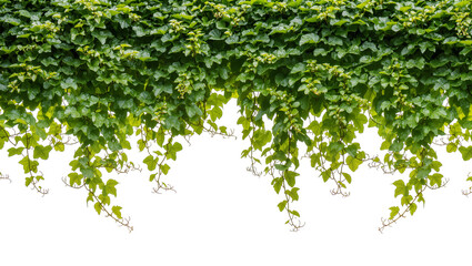 Lush green ivy vines with water droplets cascading down, isolated on transparent background © Maria