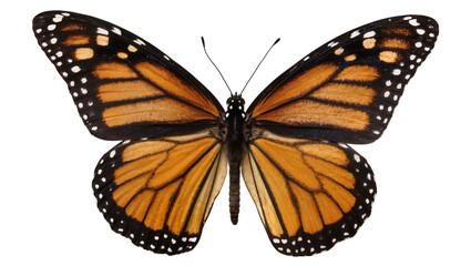 Monarch butterfly with orange black and white wings, isolated on transparent background © Maria