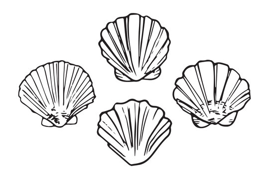 Scallop shells set of four doodle, black ink sketch. Fan shell collection scattered, different views, beach seafood hand drawn vector clipart isolated on white background.